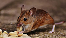 24 Hour & Emergency Exterminators in Gig Harbor, WA